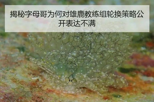 揭秘字母哥为何对雄鹿教练组轮换策略公开表达不满
